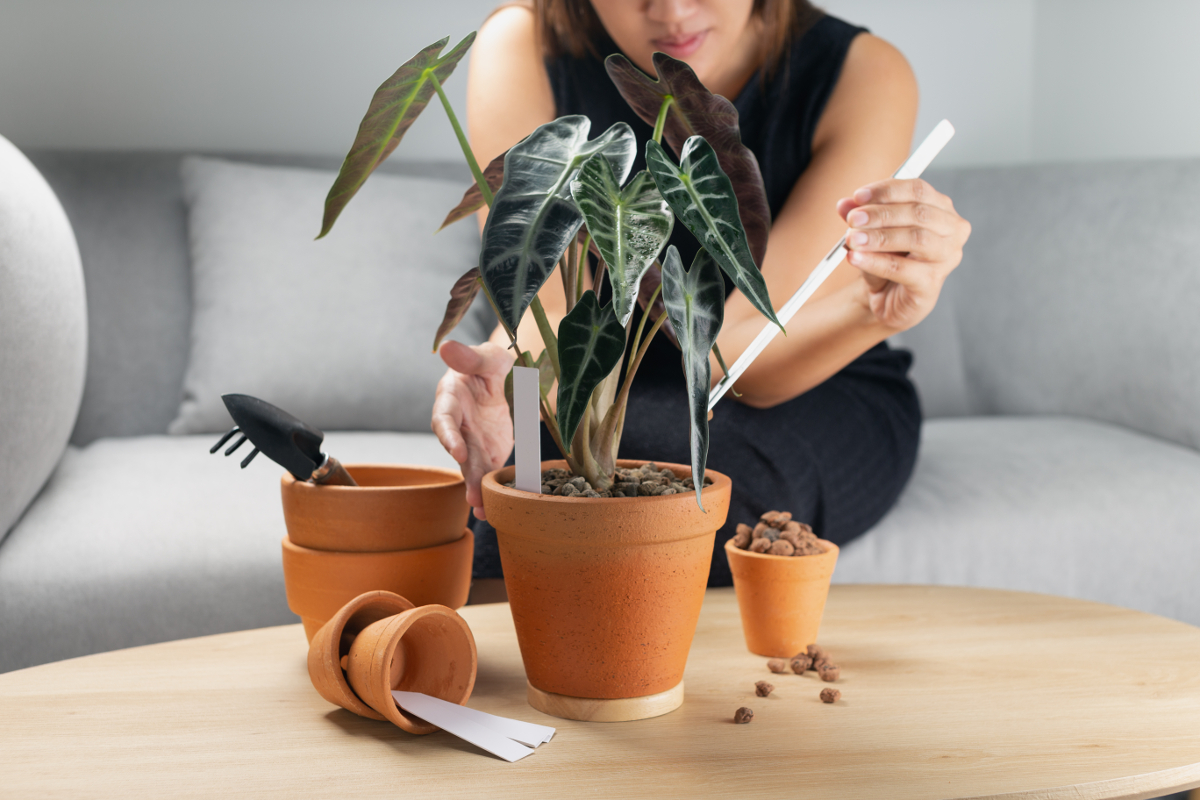 Alocasia