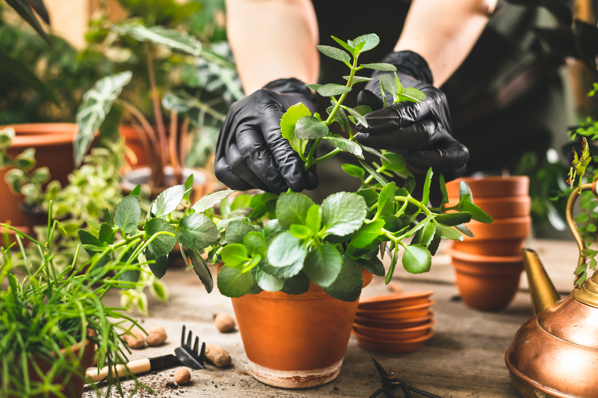 hormone de bouturage