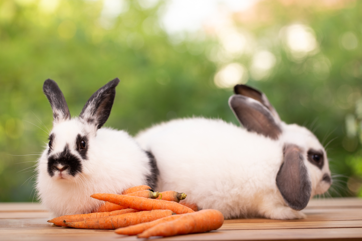 lapins