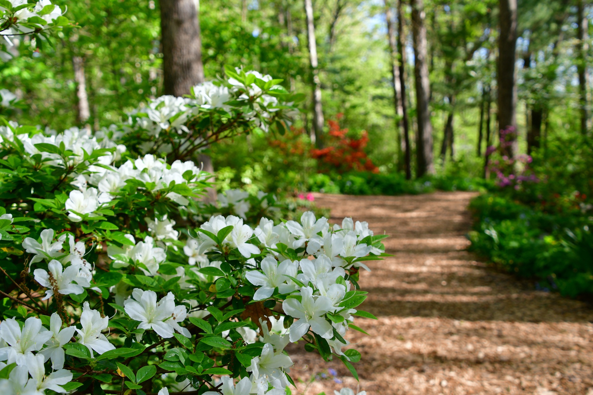 A woodland pathway leading through colorful azaleas mountain laurel blooming mountain forest spring