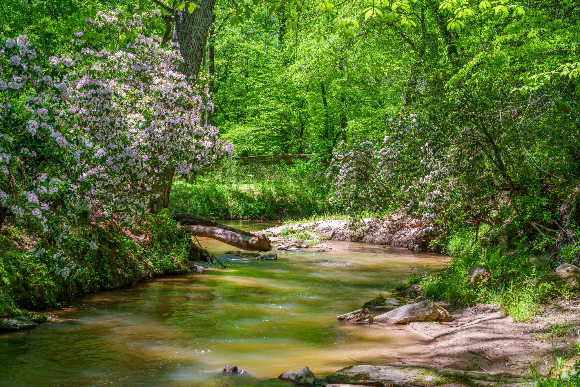Mountain Laurel Flowers on the Apalachee River