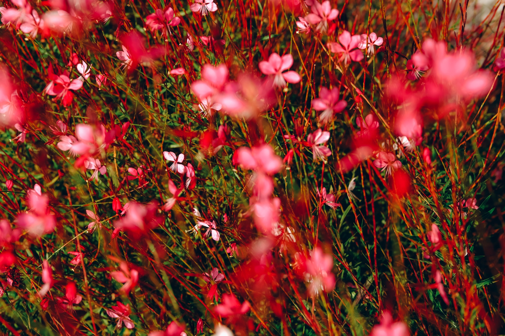 Oenothera lindheimeri, Lindheimer's beeblossom, white gaura, pink gaura, Lindheimer's clockweed