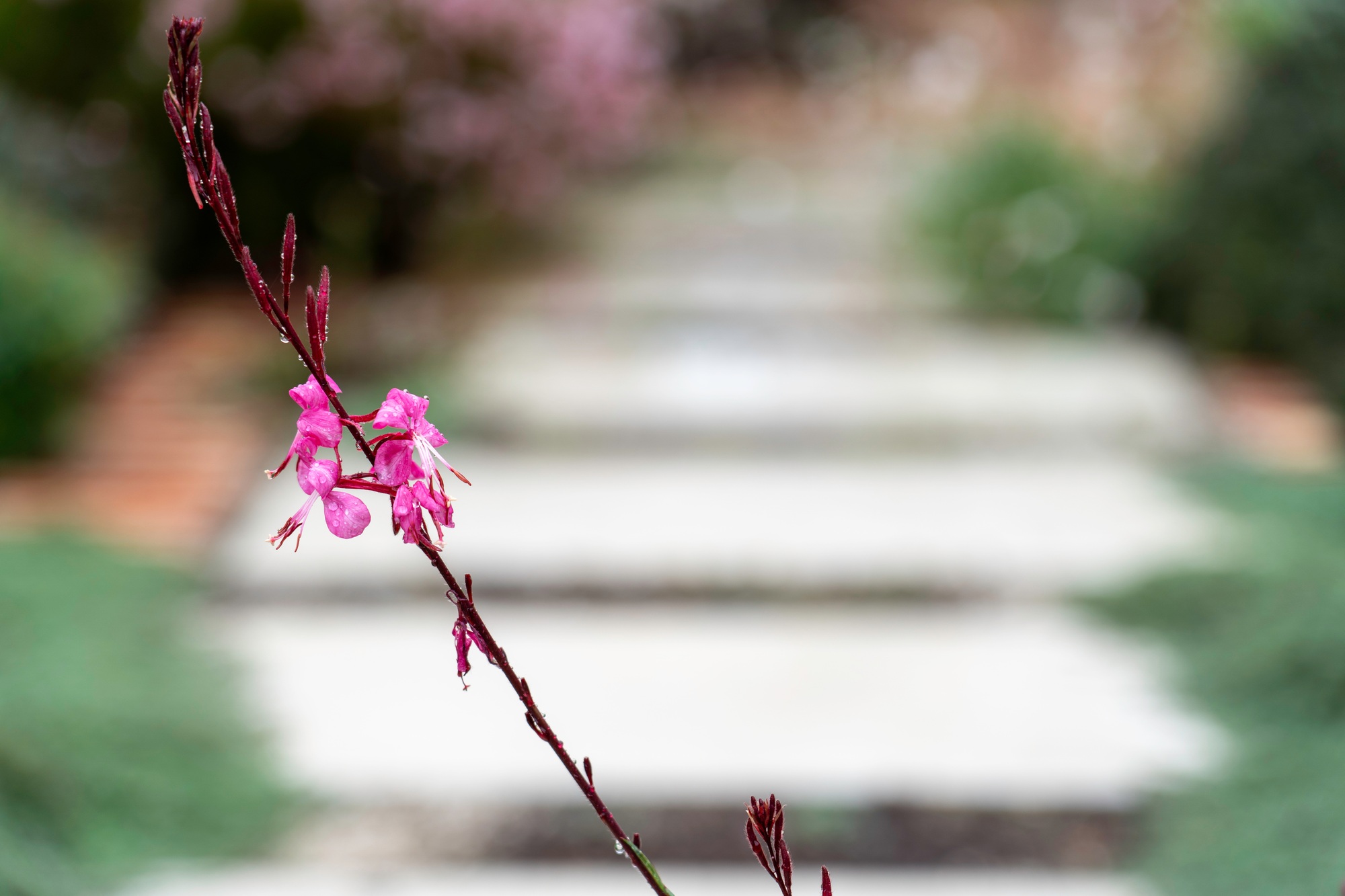 pink flower over nature background/ Spring flowers/Spring Background, Gaura flowers