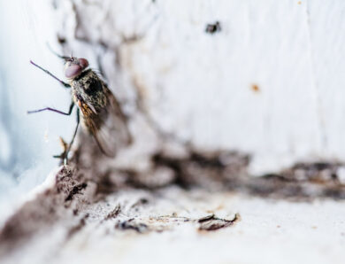 Astuces pour prévenir l’apparition d’un nid de mouche chez vous