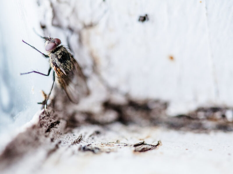 Astuces pour prévenir l’apparition d’un nid de mouche chez vous