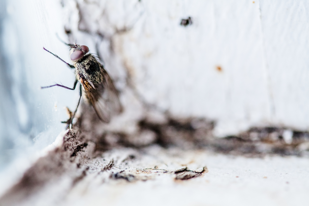 nid de mouche
