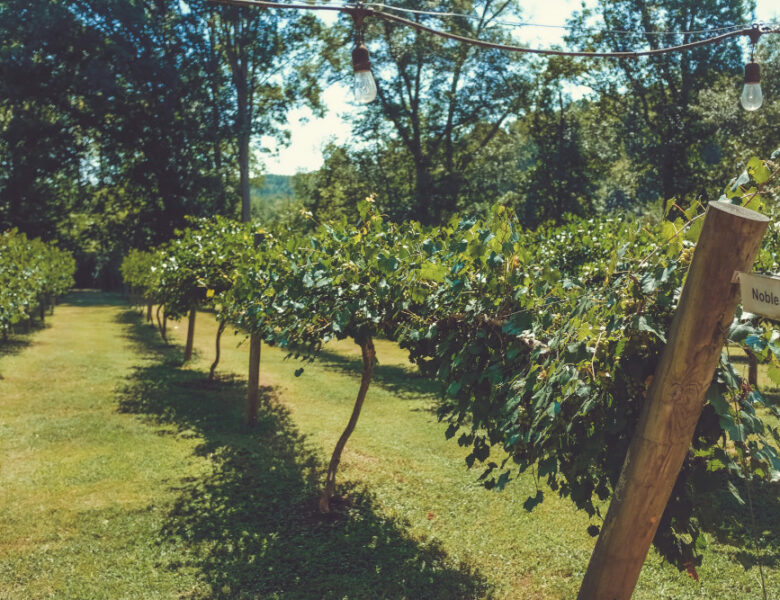 Quand tailler les noisetiers : signaler les bonnes périodes de coupe