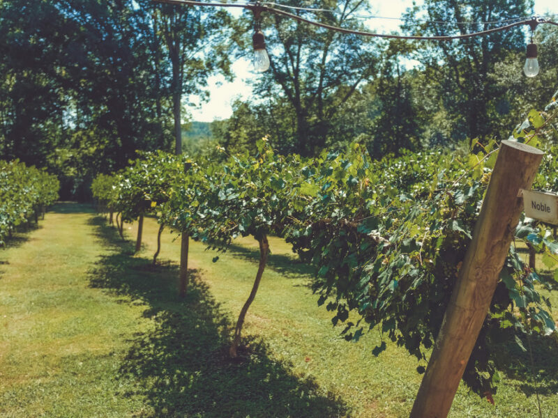 Quand tailler les noisetiers : signaler les bonnes périodes de coupe