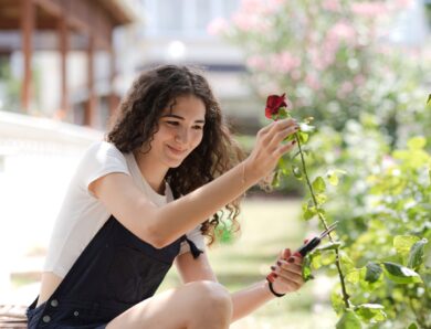 Pourquoi et comment tailler des rosiers qui ont poussé trop haut sans les abîmer