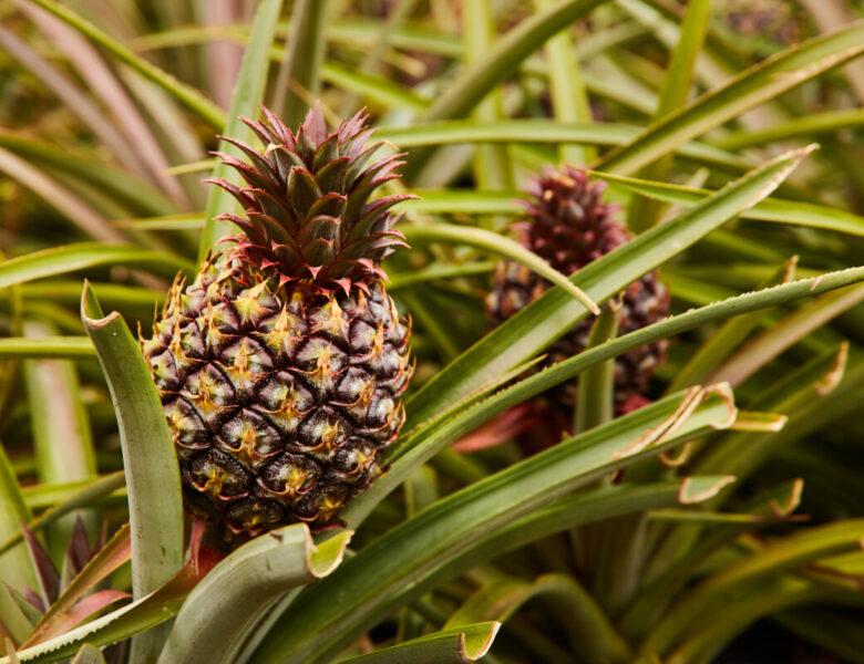Pourquoi le nom de l&rsquo;arbre des ananas est essentiel pour les jardiniers