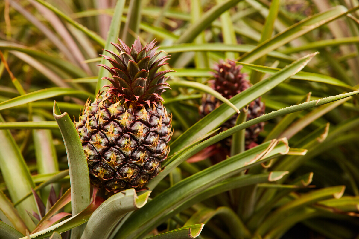 nom arbre des ananas