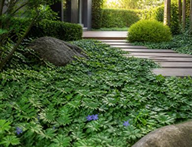 Couvre-sols rampants persistants à croissance rapide : entre esthétique et fonctionnalité