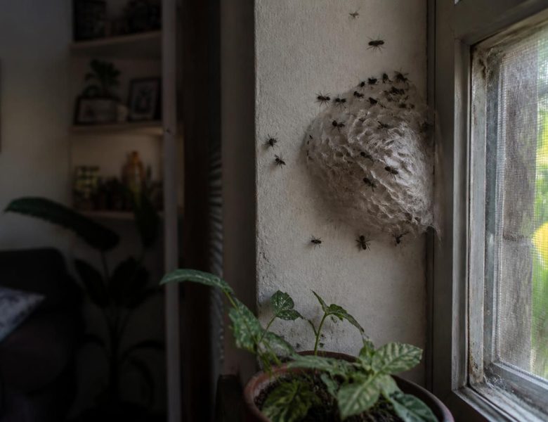 La signification d&rsquo;une photo de nid de mouche à la maison et ses implications