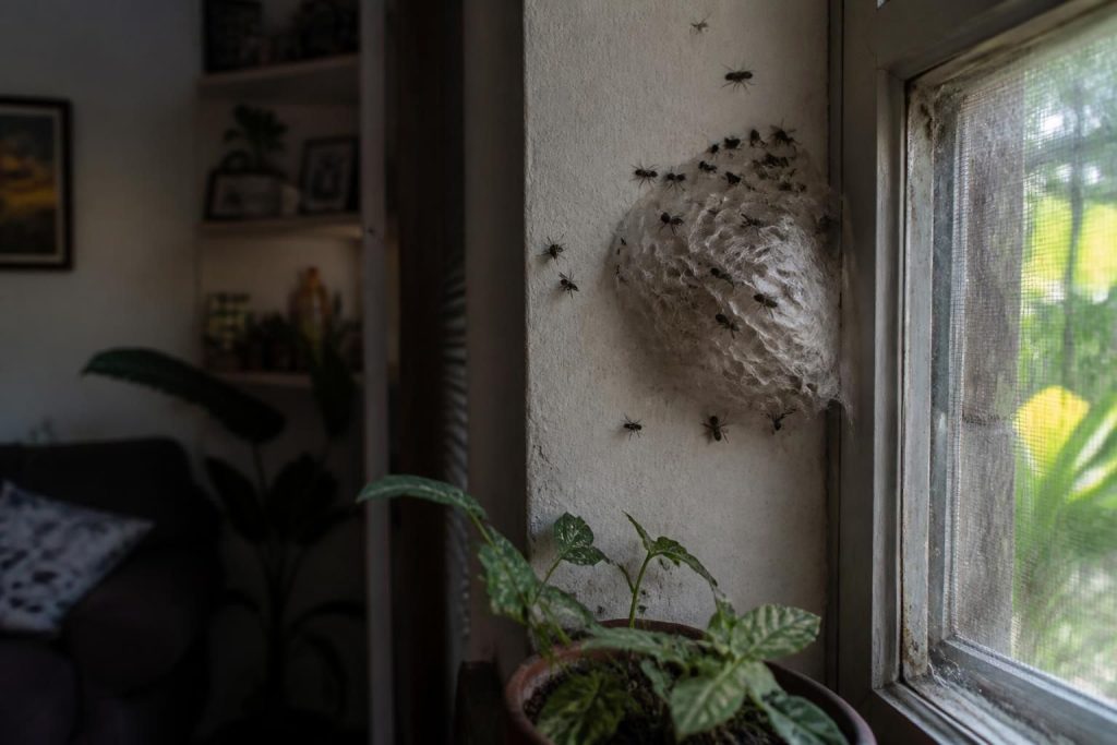 découvrez la signification d'une photo de nid de mouche trouvée à la maison et les implications possibles pour votre environnement domestique.