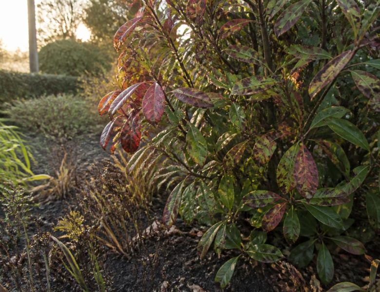 Pourquoi les inconvénients du photinia peuvent affecter votre jardin