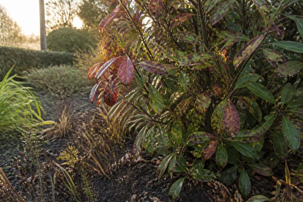 découvrez comment les inconvénients du photinia peuvent impacter la santé et l'esthétique de votre jardin, et apprenez à les gérer efficacement.