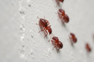 Gros plan de minuscules insectes rouges grimpant sur un mur blanc à l'intérieur d'une maison